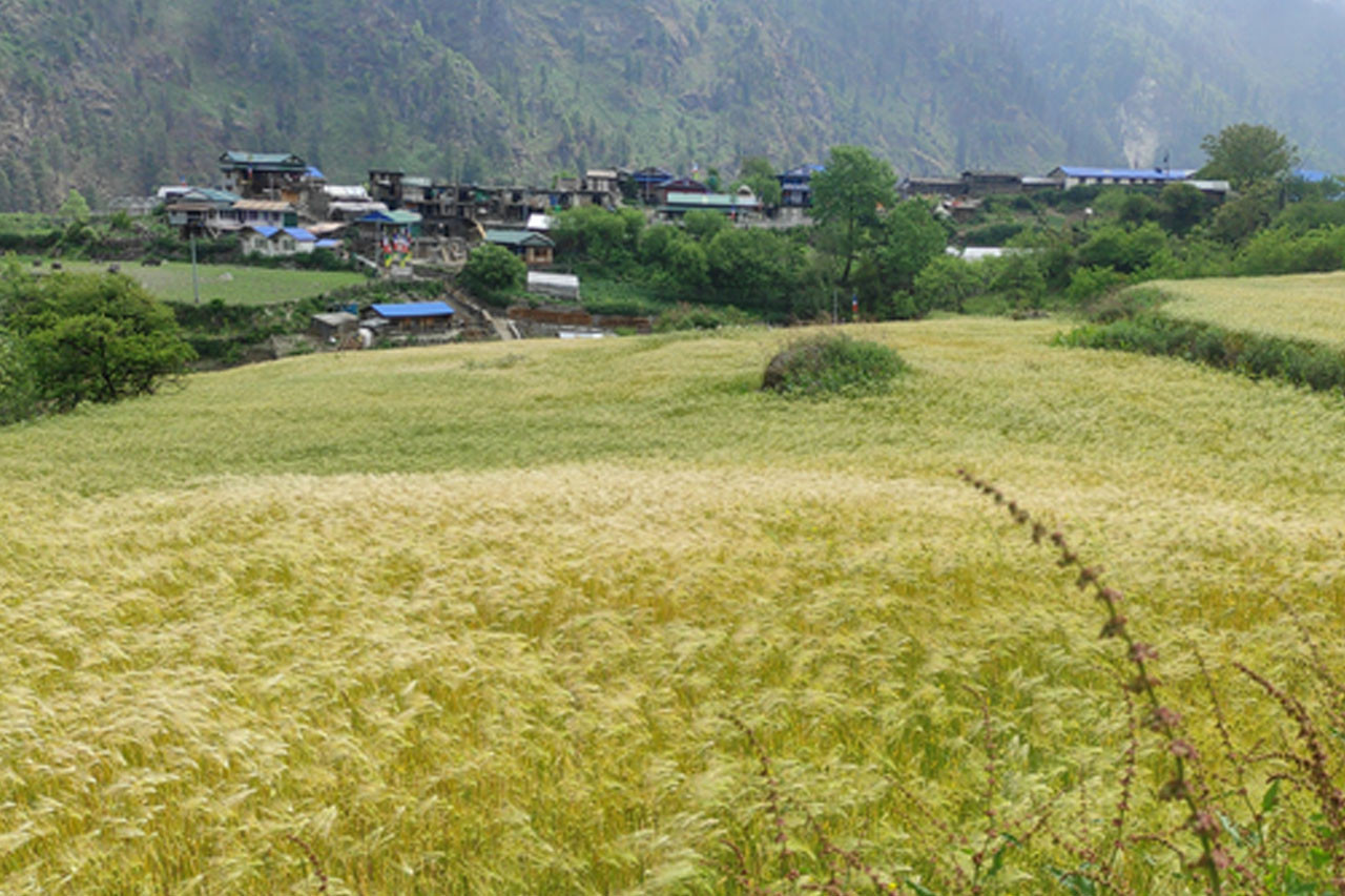 मनाङमा कतै खेती भित्र्याउने, कतै लगाउने चटारो